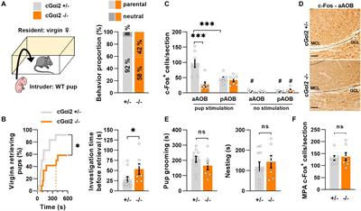 Sensory Detection by the Vomeronasal Organ Modulates Experience-Dependent Social Behaviors in Female Mice